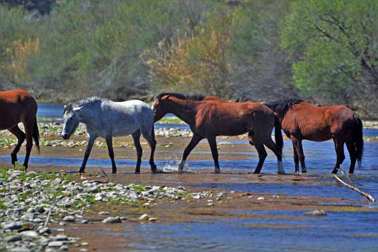 mustangs